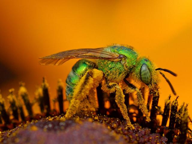 green-sweat-bee